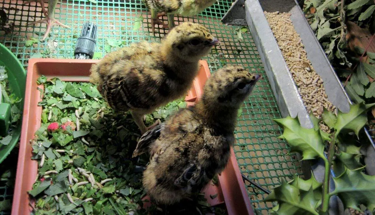 Cr&iacute;as de urogallo en un centro de cr&iacute;a en Le&oacute;n.