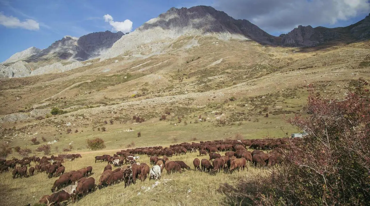 Ovejas merinas negras en los pastos babianos. Foto: Katerin &Aacute;lvarez D&iacute;ez