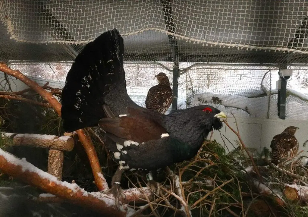 Centro de cr&iacute;a en cautividad del urogallo de la Junta en Valsemana en Le&oacute;n.