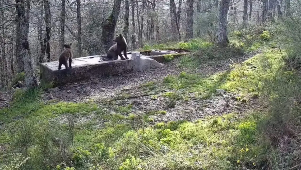 Osos en el interior de uno de los abrevaderos.