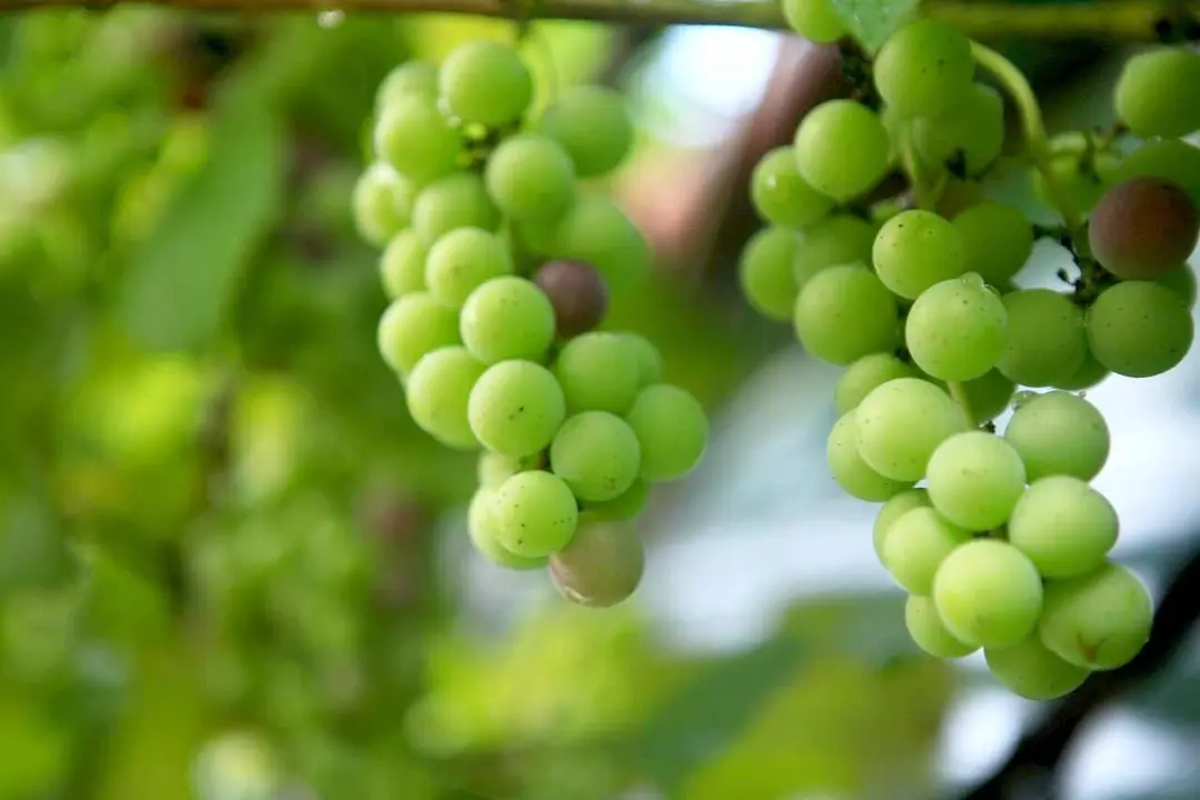 uvas verdes