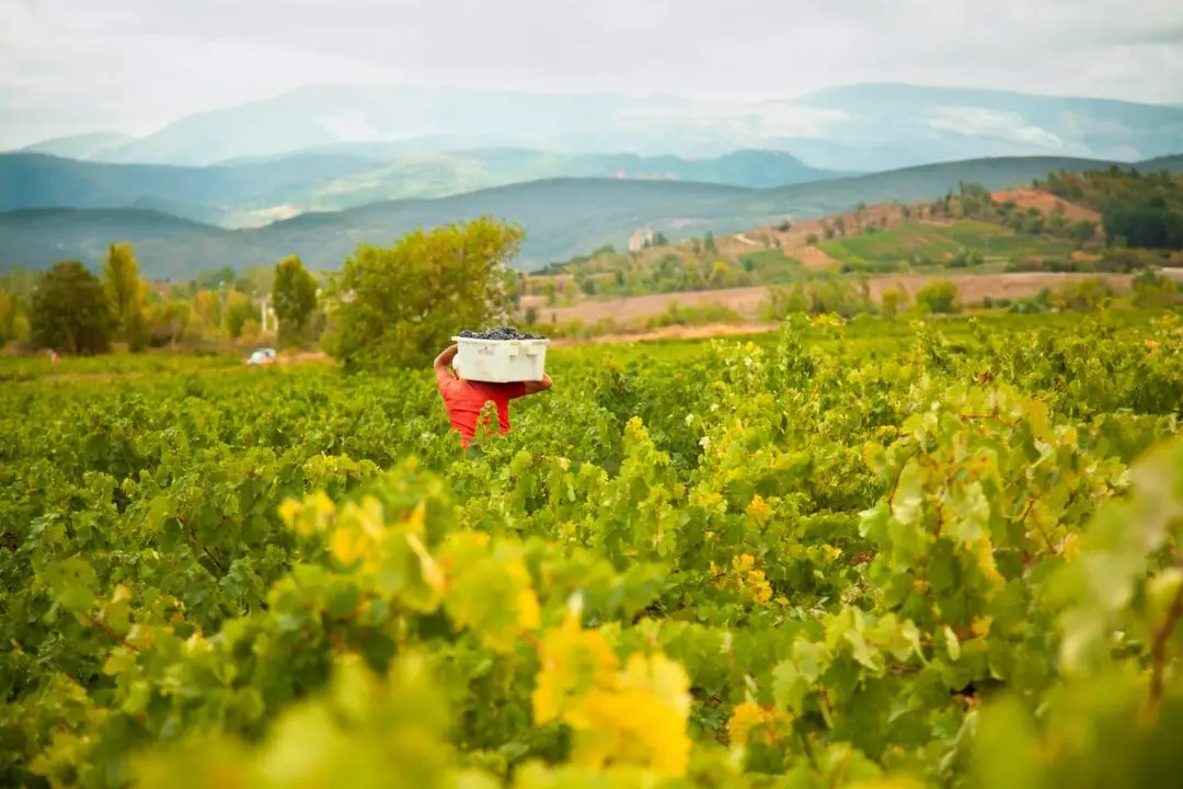 vino bierzo