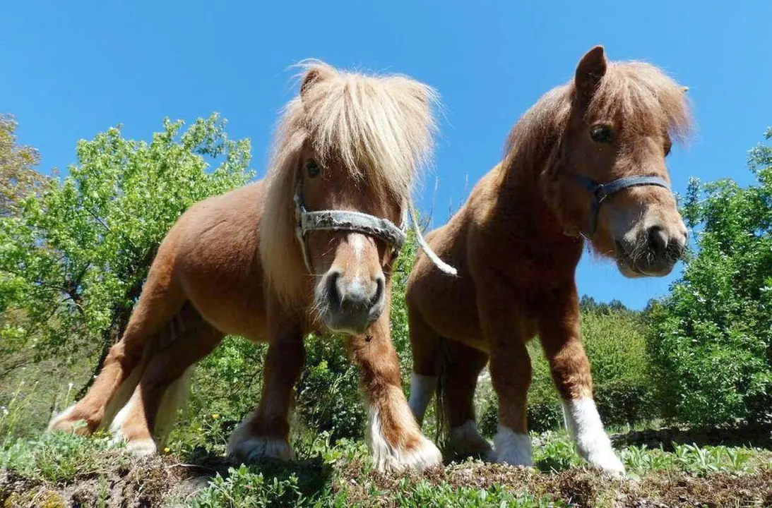 asturcones