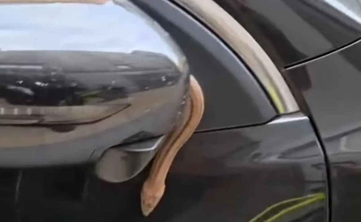 Imagen de la serpiente reptando sobre el veh&iacute;culo.