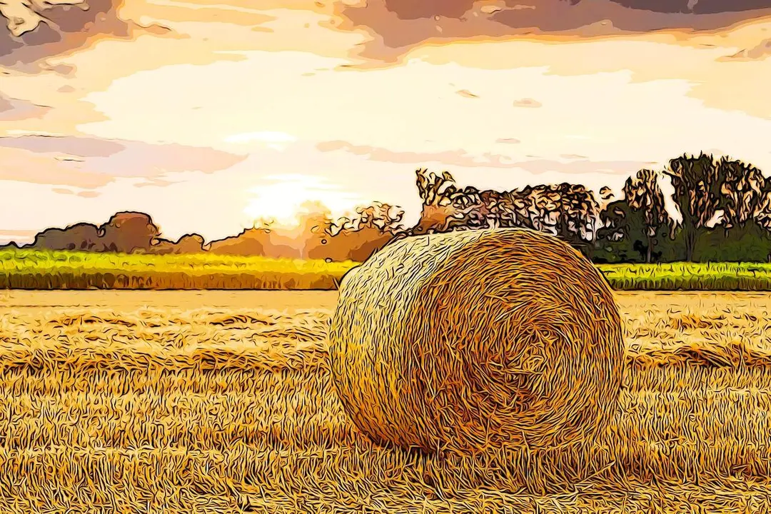 bru-no-field-3521063_1920_AnyMaking