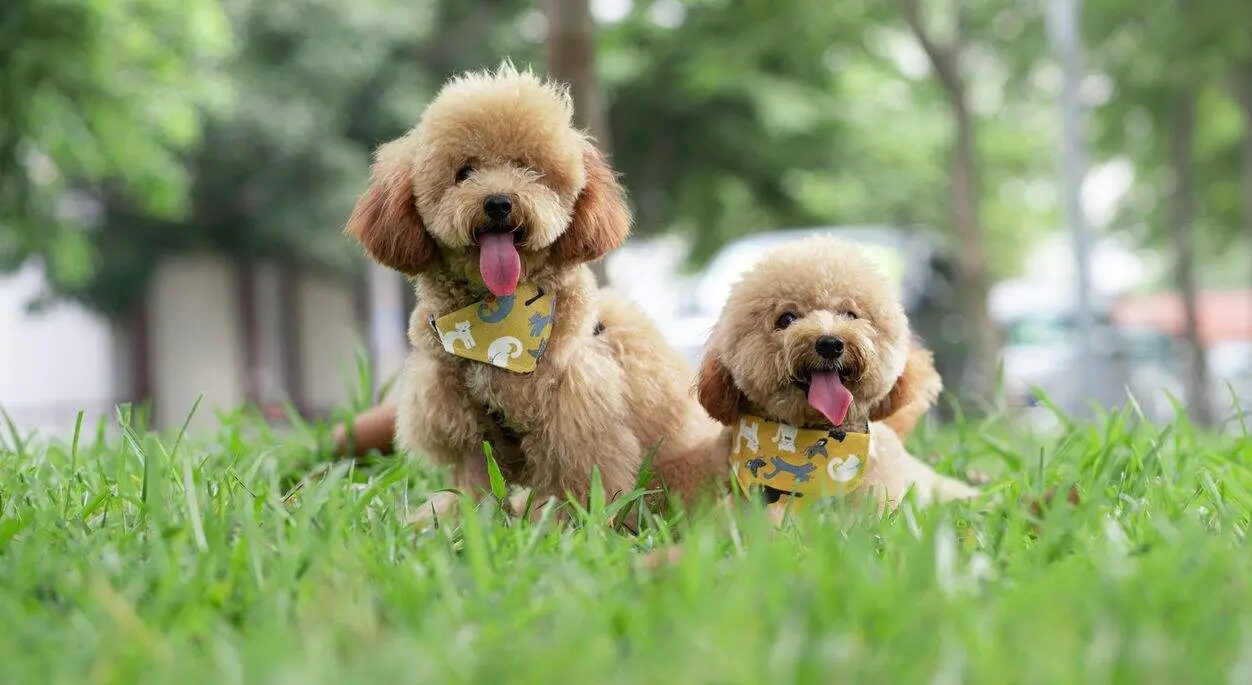 caniche