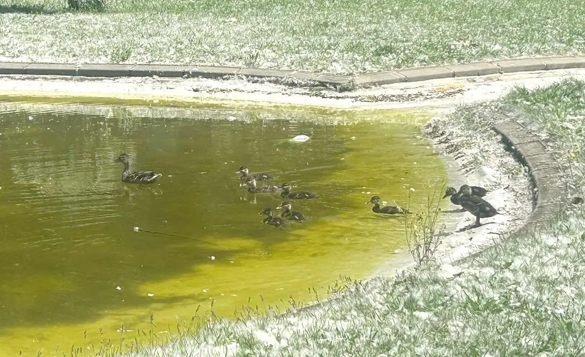 parquepapalaguinda