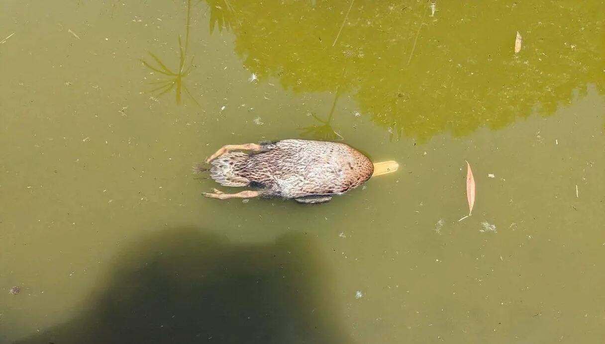 pato muerto jardin del chantre en leon 1