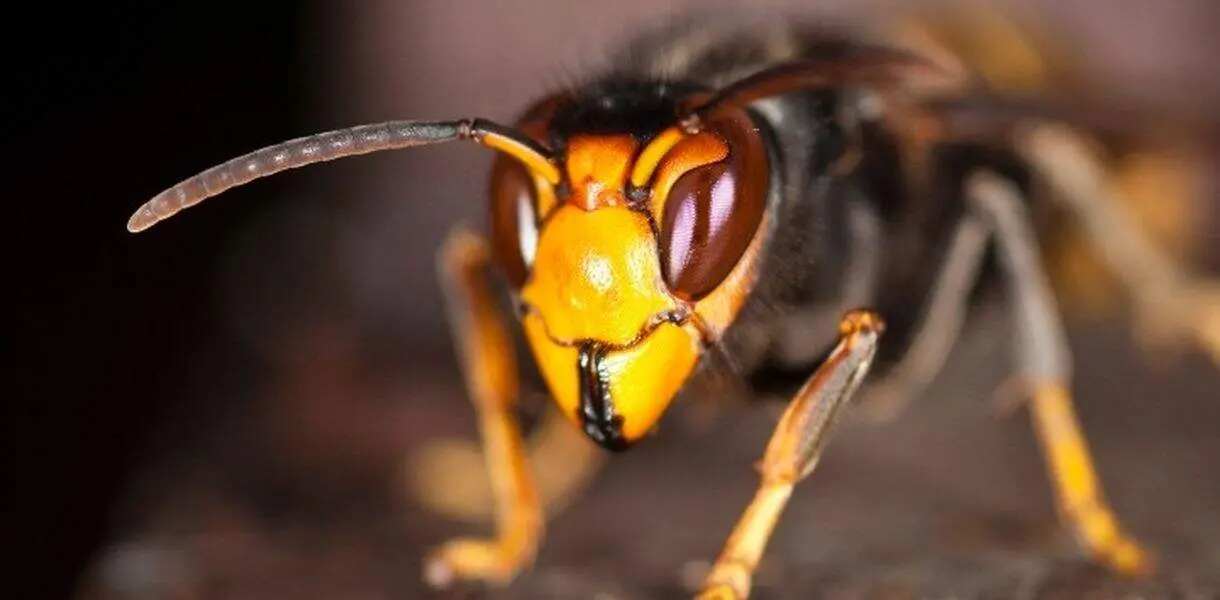 avispa asi&aacute;tica