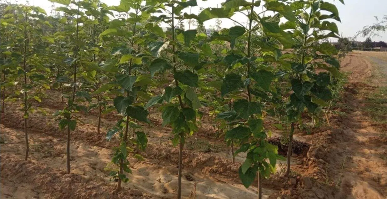 imagen de archivo de un vivero