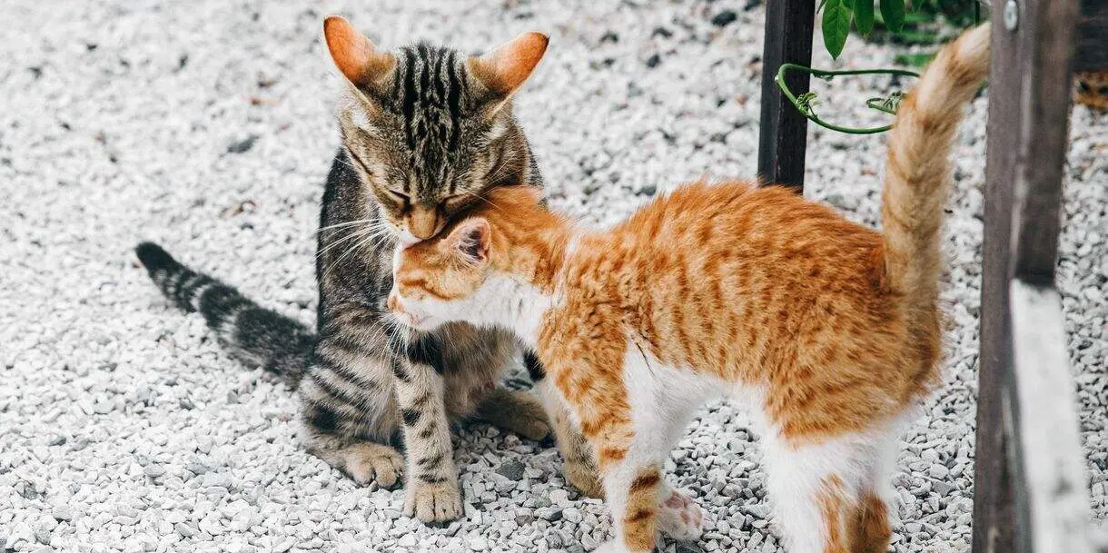 Two little black and red kittens leaning to each other on the ground