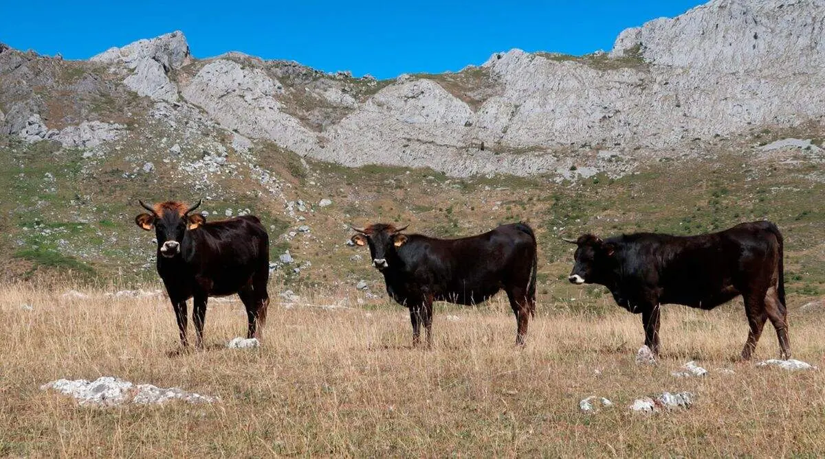 sosas de laciana
