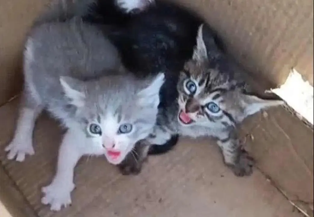 Imagen de algunos de los gatos abandonados.