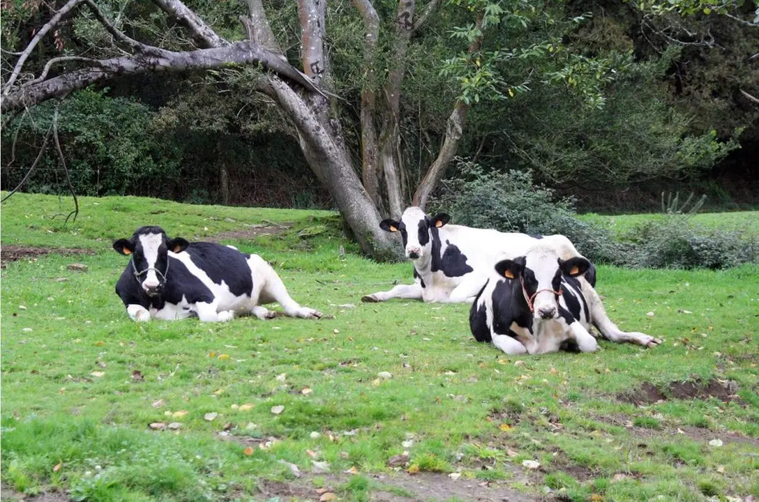 vacas