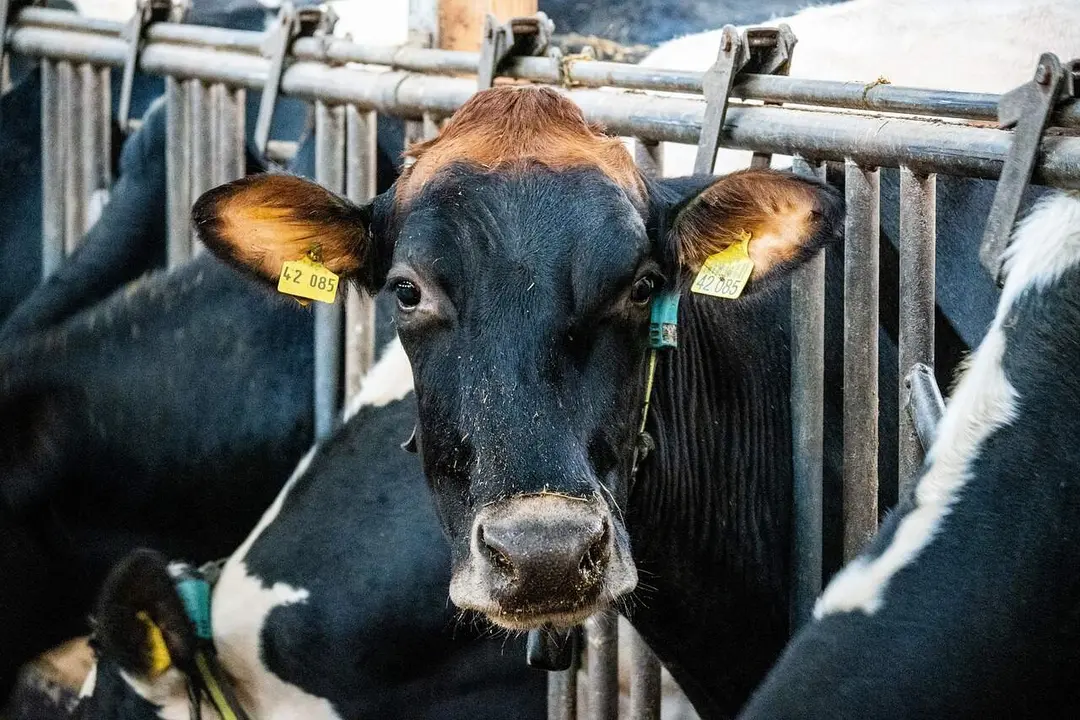 lhannemann-cow-6898819_1280