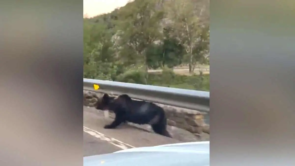 Imagen del oso en el momento de incorporarse al vial siendo perseguido por el conductor del veh&iacute;culo.