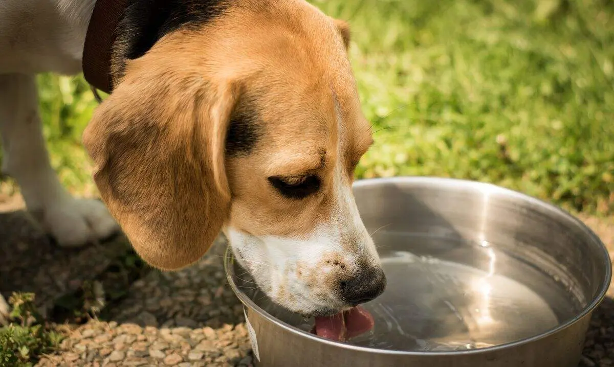 perro bebiendo agua