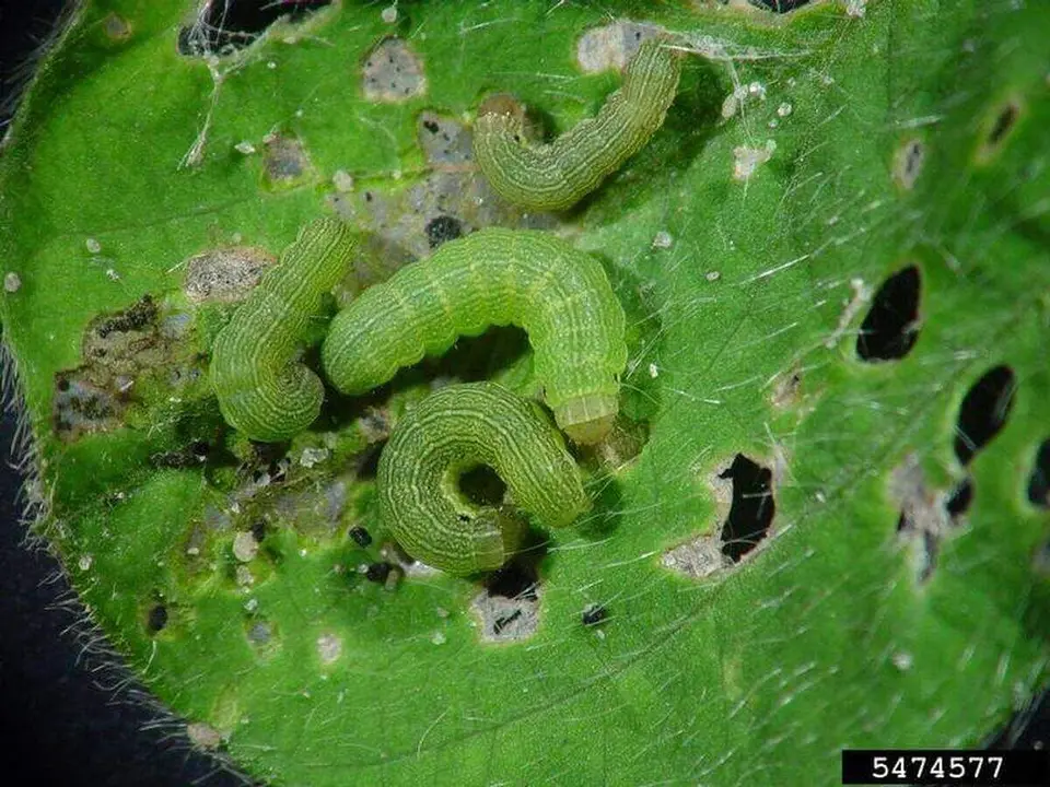 Spodoptera exigua
