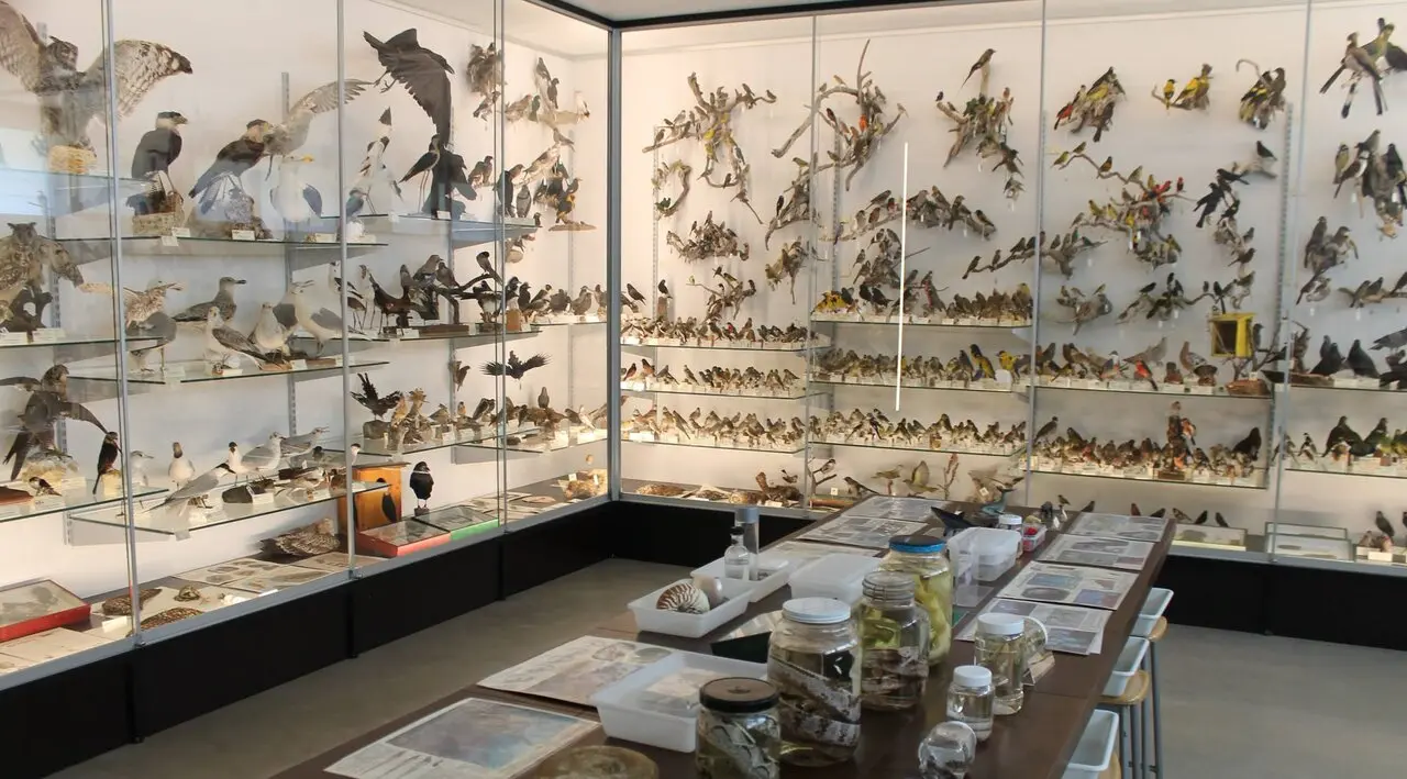 La ULE incorpora a su Museo de Colecciones fondos del de Ciencias Naturales Dominicos-Padre Arintero
