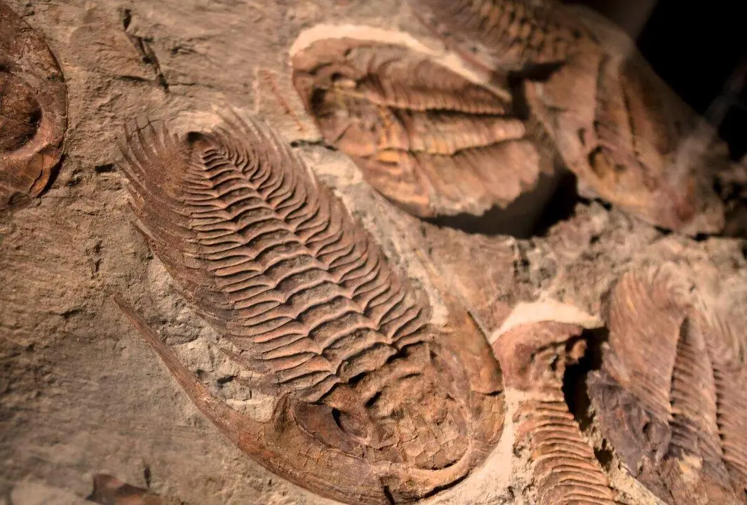 trilobite