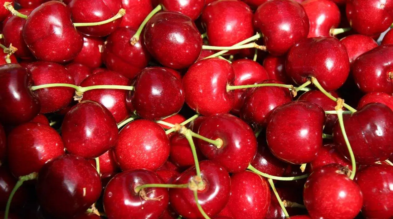 cereza del Bierzo