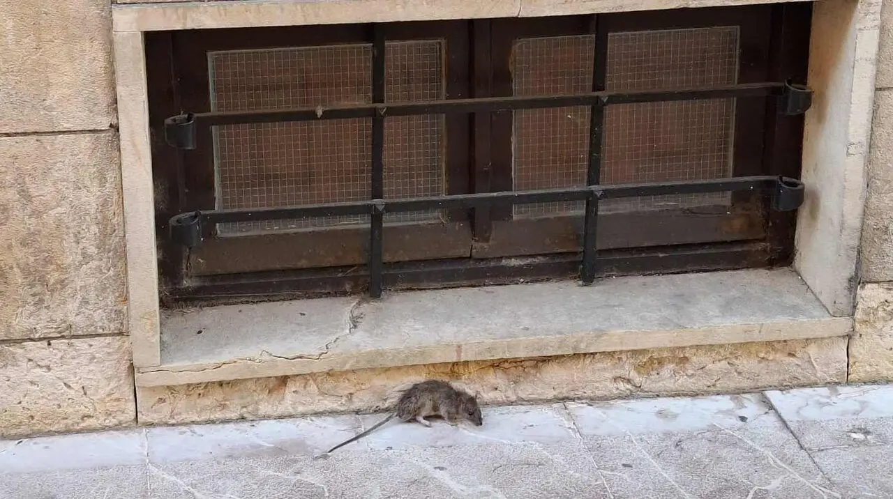 Ratas2