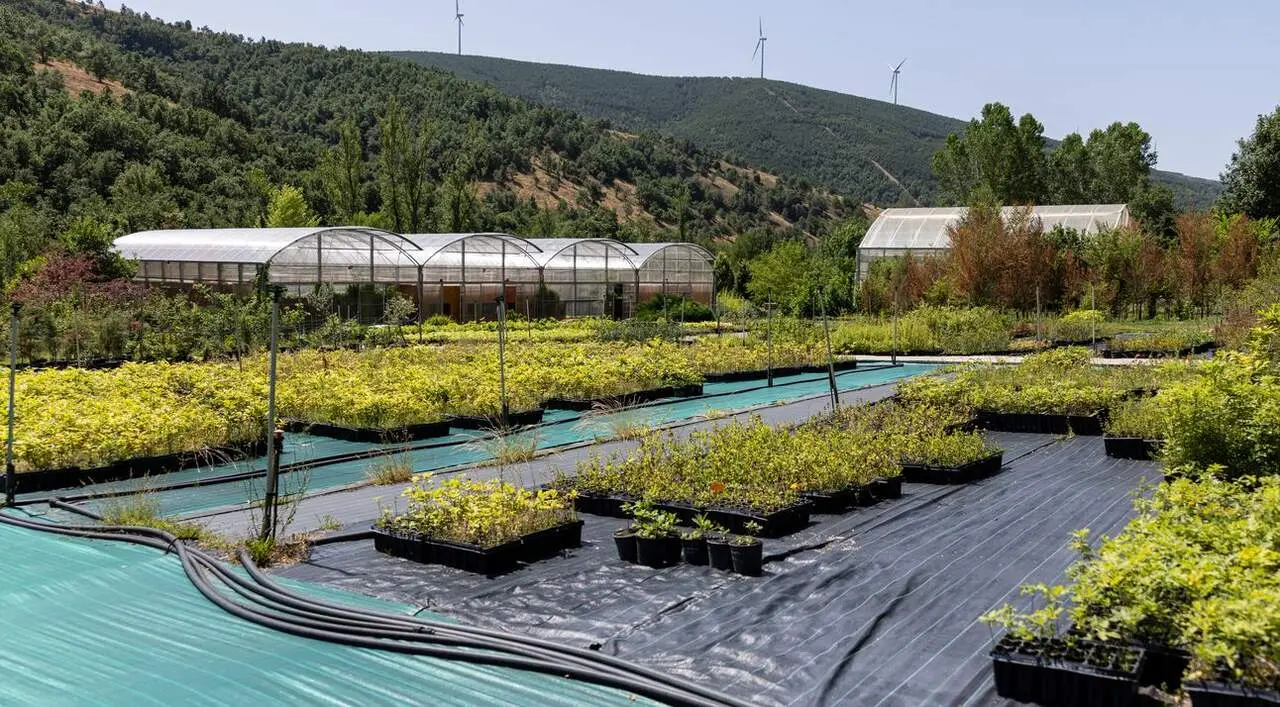 Vivero Pobladura CIUDEN 1