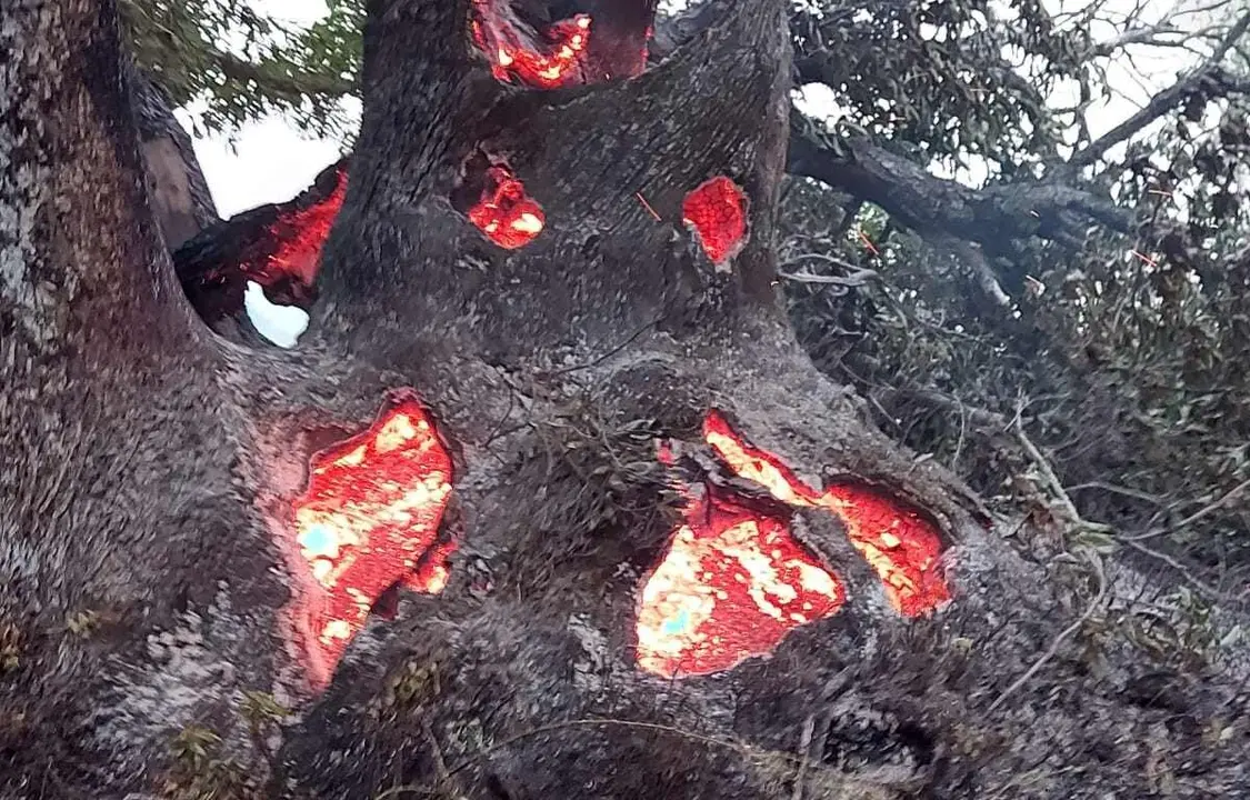 &Aacute;rboles centenarios ardiendo d&iacute;as despu&eacute;s de que se declarara el incendio