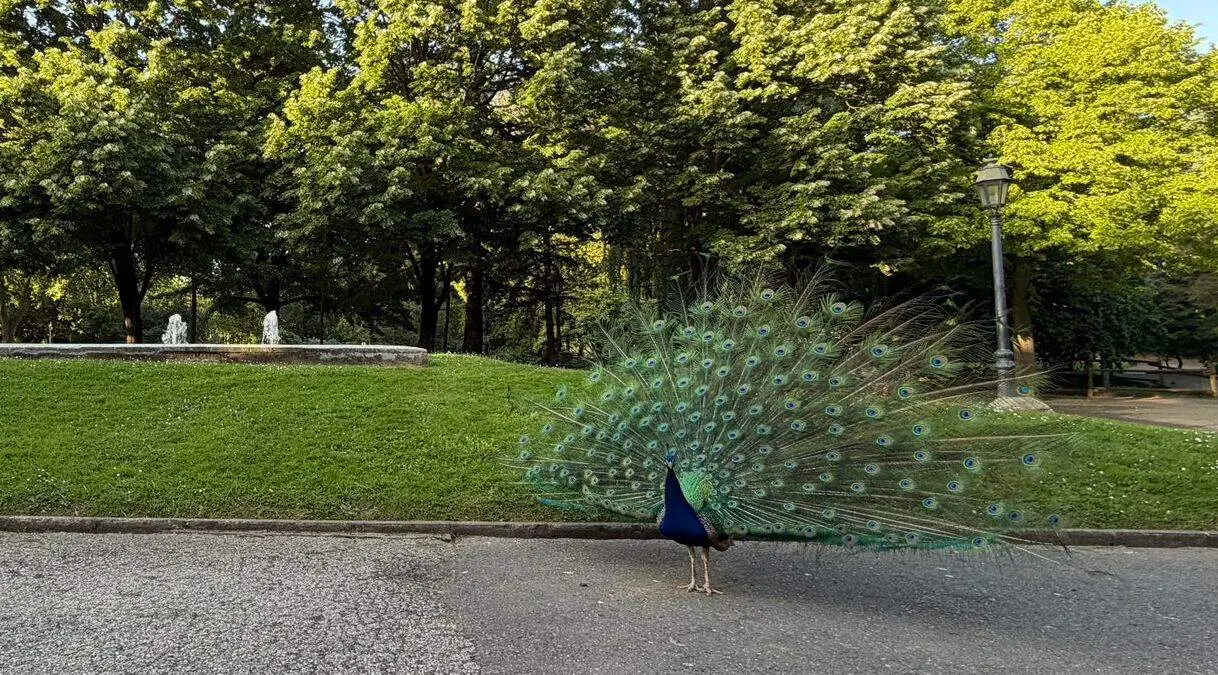 Uno de los famosos pavos reales del Parque de Quevedo de Le&oacute;n. Foto: Ayto. Le&oacute;n.