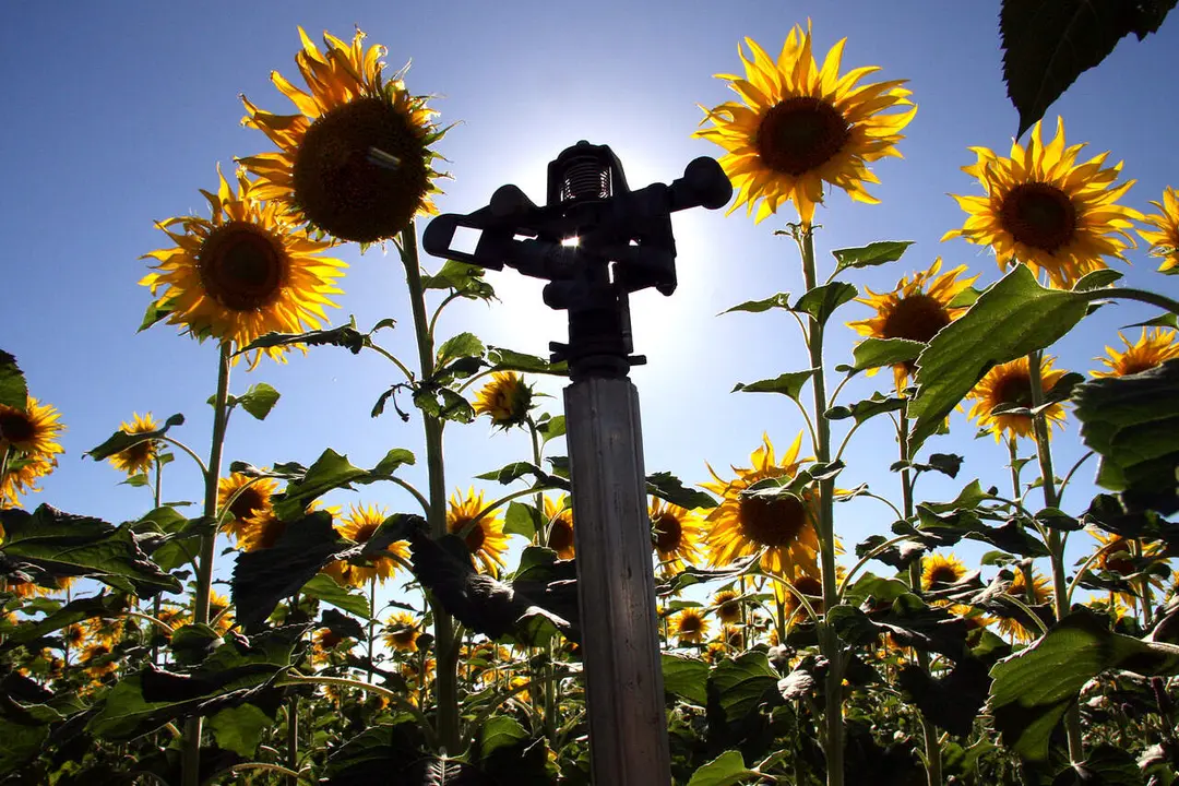 Plantaci&oacute;n de girasoles de regad&iacute;o en Le&oacute;n. Foto: Peio Garc&iacute;a.