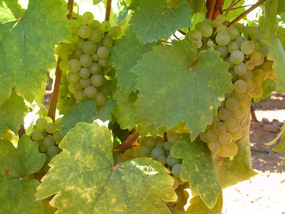 Uvas de albar&iacute;n de la Denominaci&oacute;n de Origen Le&oacute;n. Foto: DO Le&oacute;n.