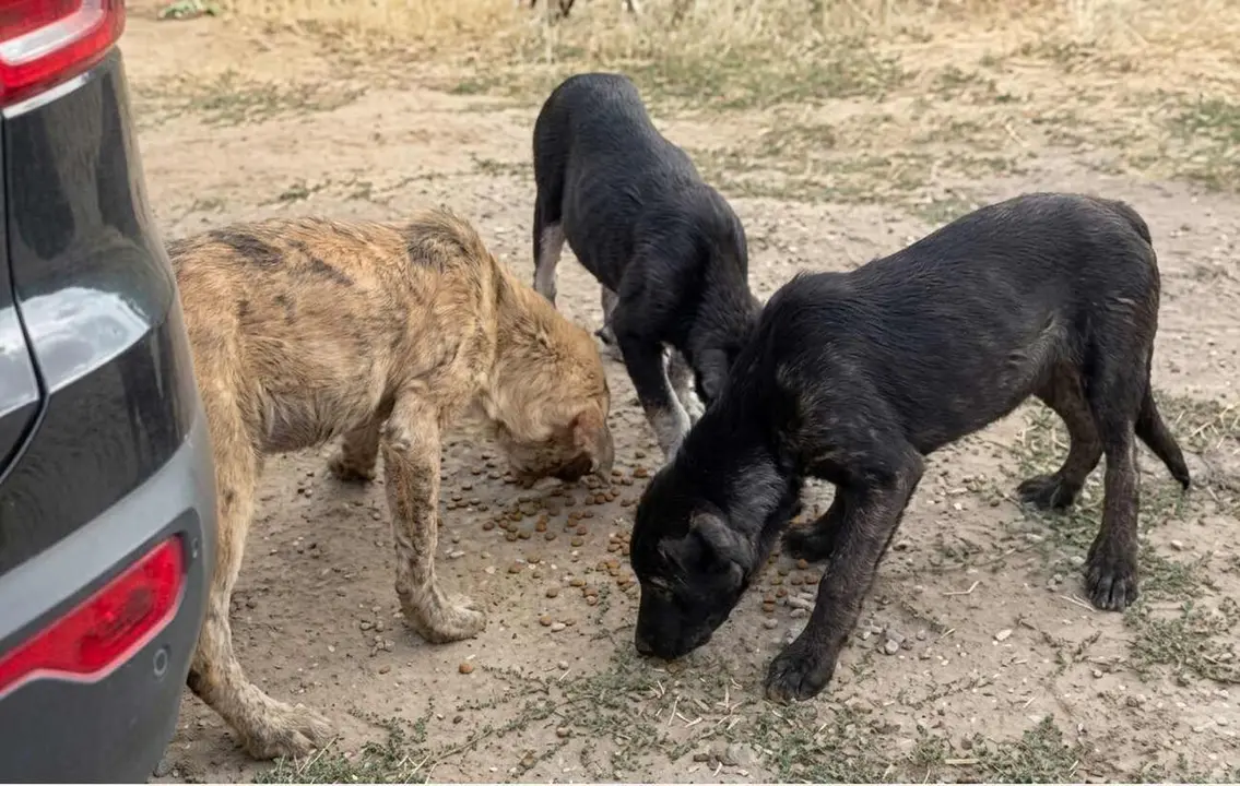 Perros