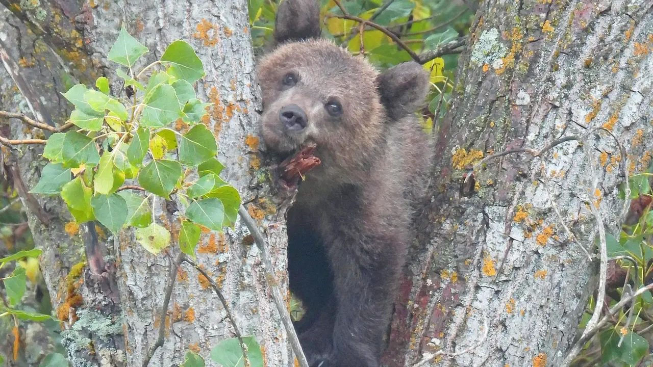 Los técnicos de la Junta liberan al osezno de Barniedo tras terminar su etapa de aclimatación en la finca del monte de Valsemana.