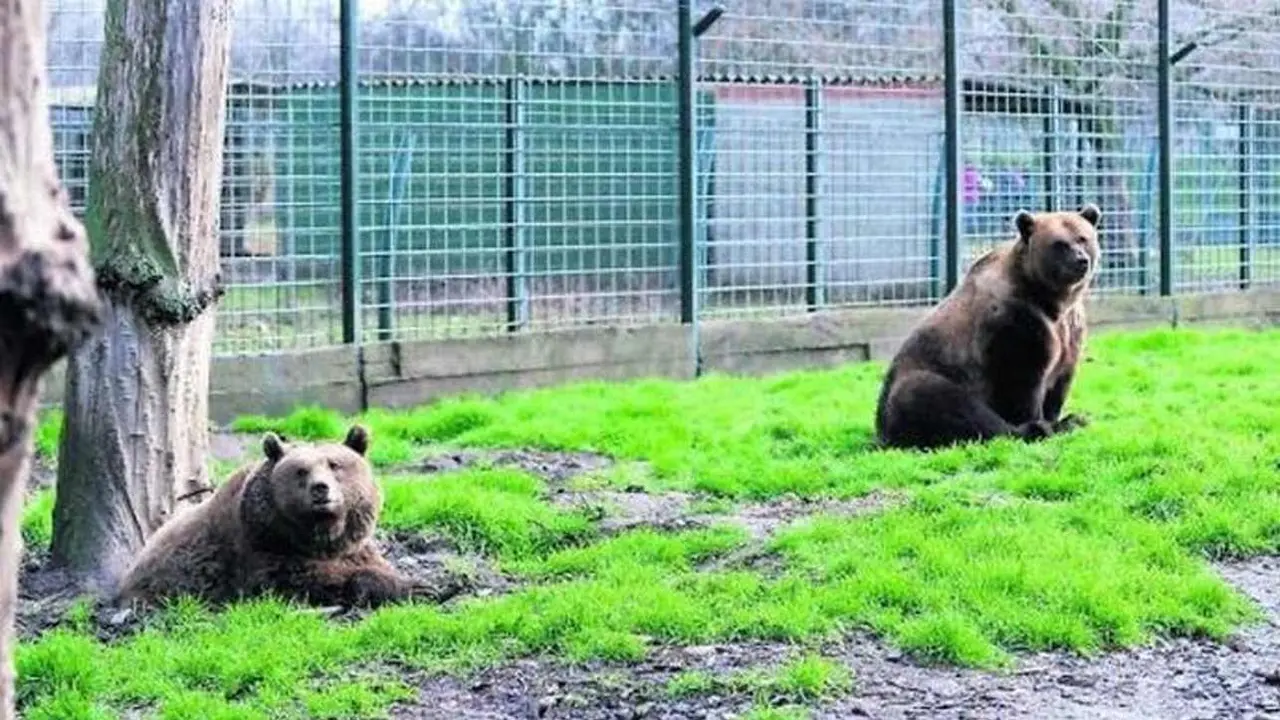 Pacma denuncia el estado de los osos Luna y Ponderoso tras tres décadas de cautividad.