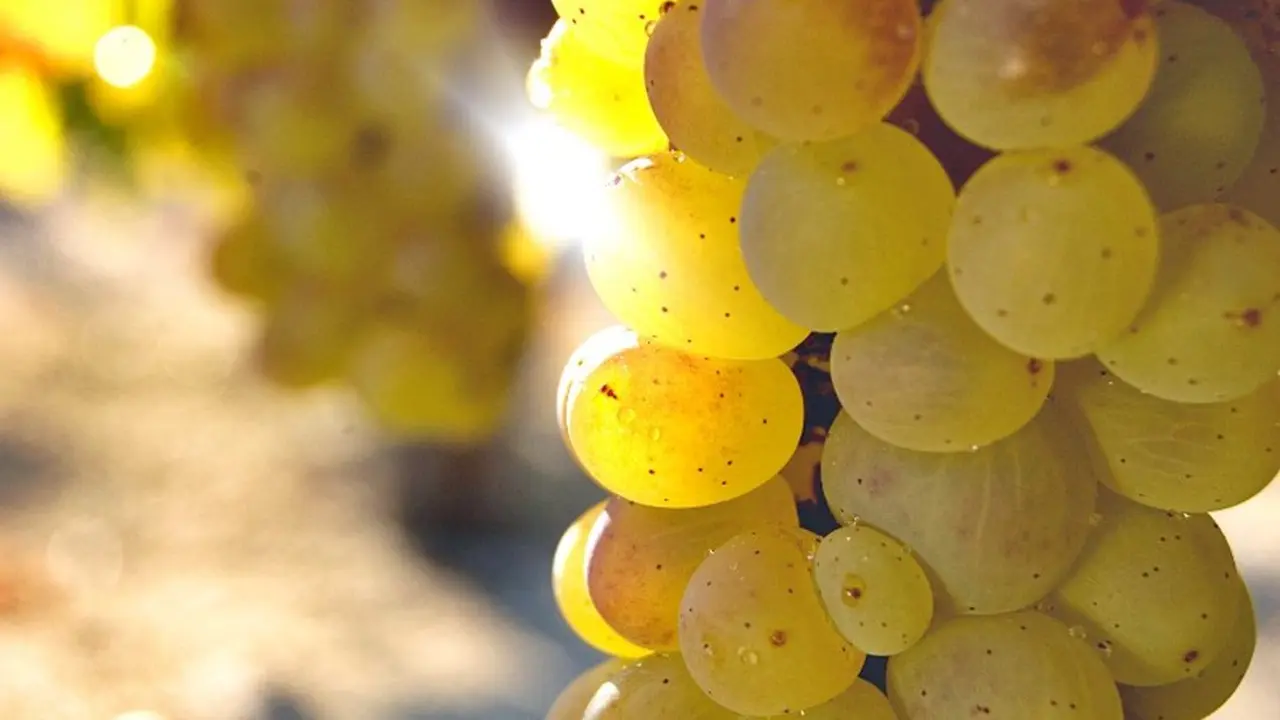 La DO Bierzo insiste en que defenderá, en todas las instancias, el uso del godello en las denominaciones donde es autóctona.