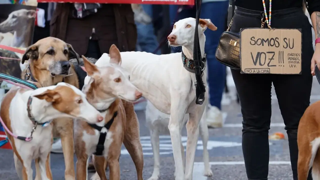 León se moviliza el 2 de febrero para reivindicar los derechos de los perros usados en la caza.