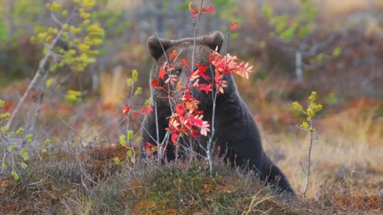 Oso pardo cantábrico. Foto: Cantabrian Brown Bear & Otter Research Group.