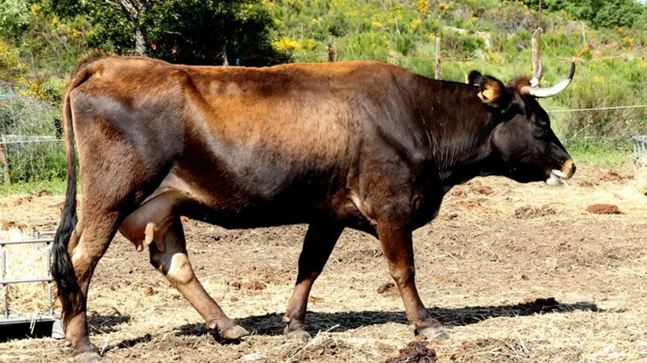Vaca Mantequera leonesa de diez años. Sotillo de la Cabrera. Foto: Luis Fernando de la Fuente.