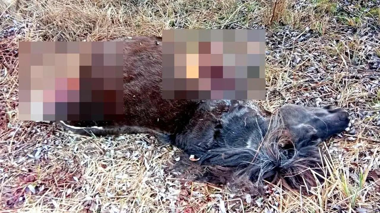 Imagen del animal tras sufrir el corte de sus extremidades.