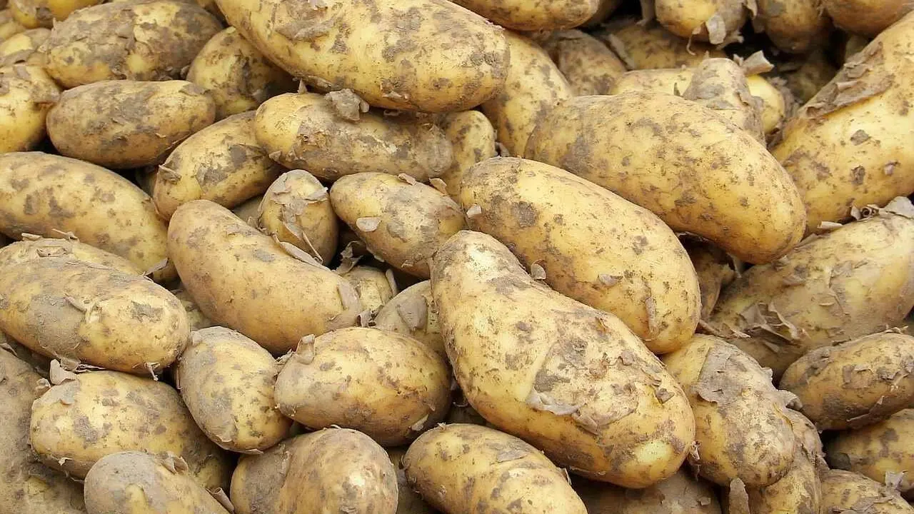 El precio de la patata se ha multiplicado un 40% en el inicio del año.
