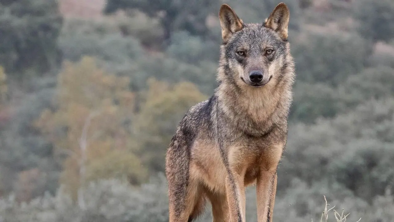 El lobo es ya una especie menos protegida en Europa.