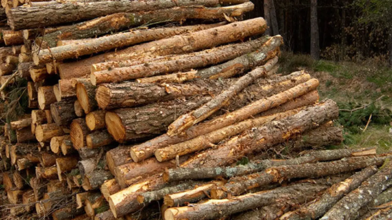 La Junta licita en la subasta de primavera un total de 26 lotes de madera valorados en 1,1 millones de euros