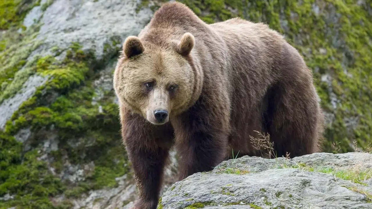 Imagen de un oso pardo.