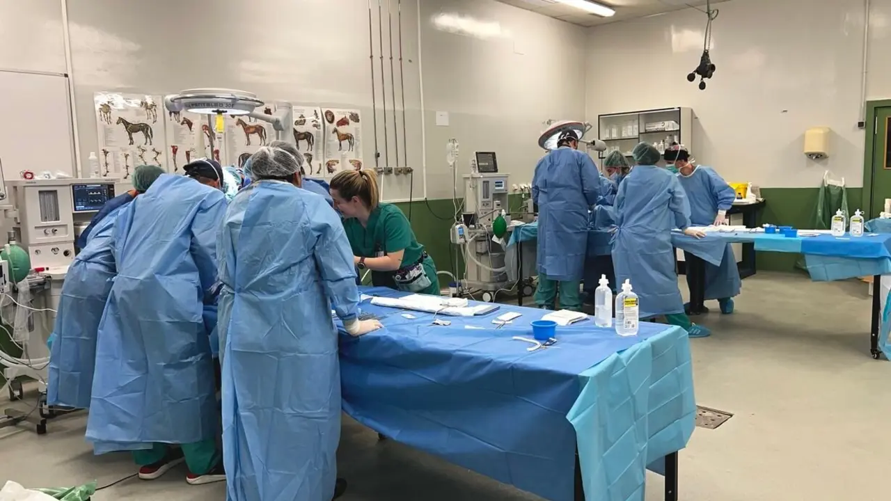Residentes de hospitales españoles realizan en León el 23º Curso de Cirugía Vascular y Endovascular de Modelos Animales.