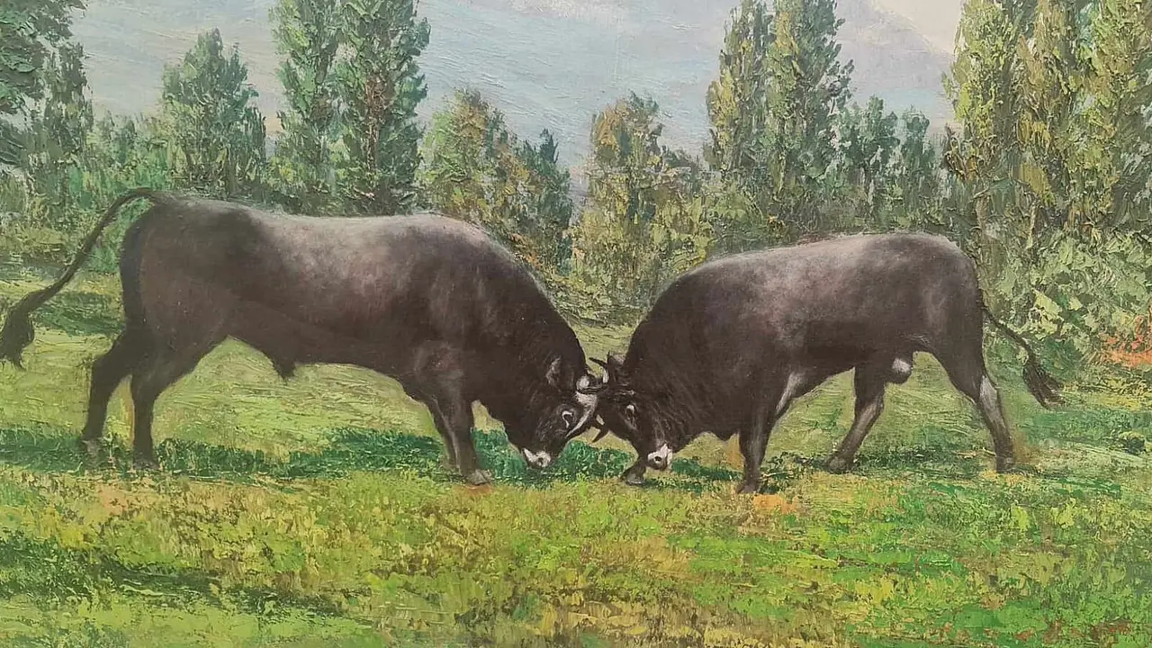 Peleas de toros en el valle de Riaño; en primavera la rivalidad de las localidades se veía reflejada en estos duelos.
