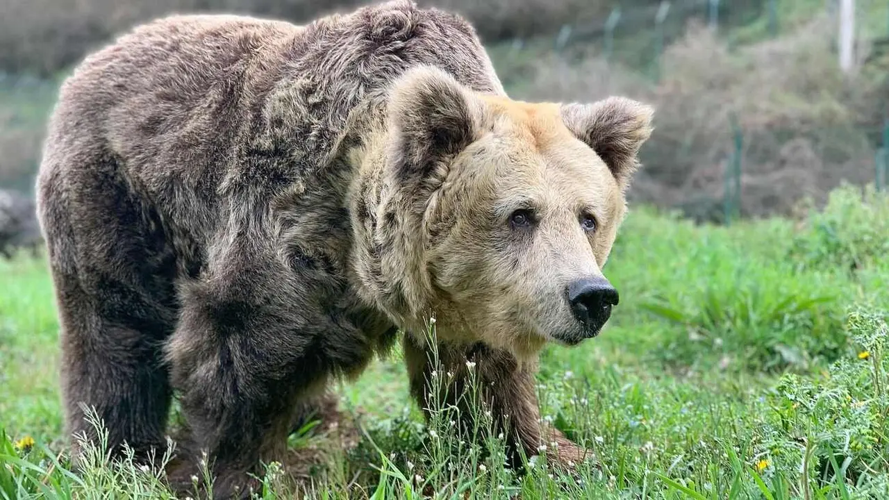 Imagen de la osa Paca, cuando su estado físico ya estaba muy deteriorado.