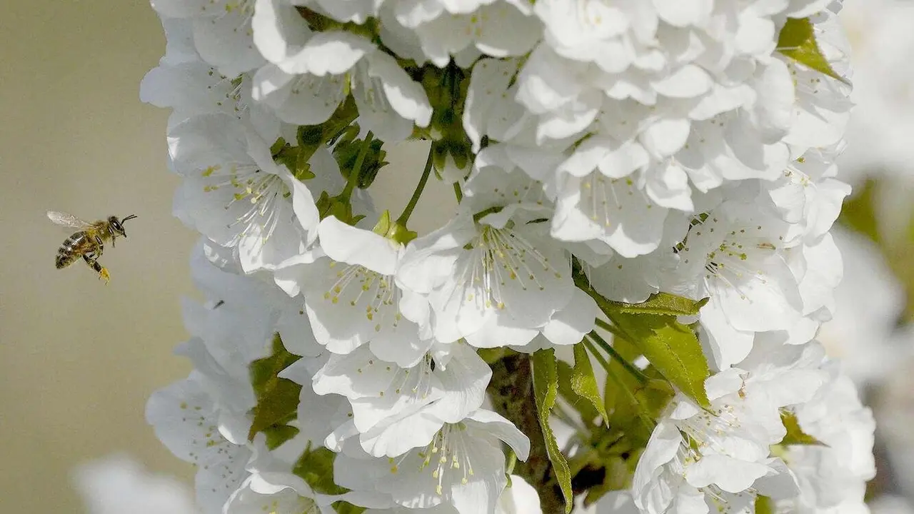 Como cada año por estas fechas, la floración de los cerezos ha teñido de blanco el municipio de Corullón, uno de los principales productores de este fruto en la comarca del Bierzo. Fotos: César Sánchez