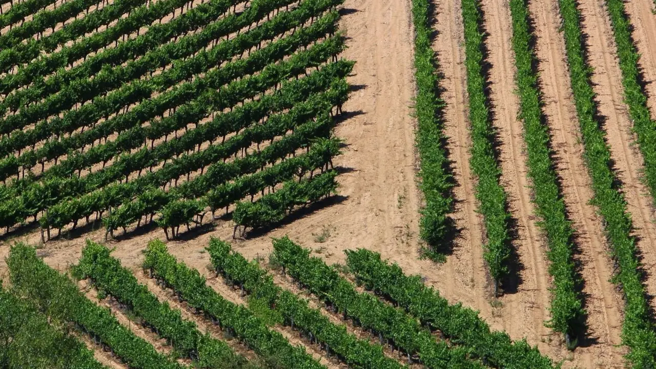 Viñedos en El Bierzo. Foto: César Sánchez.