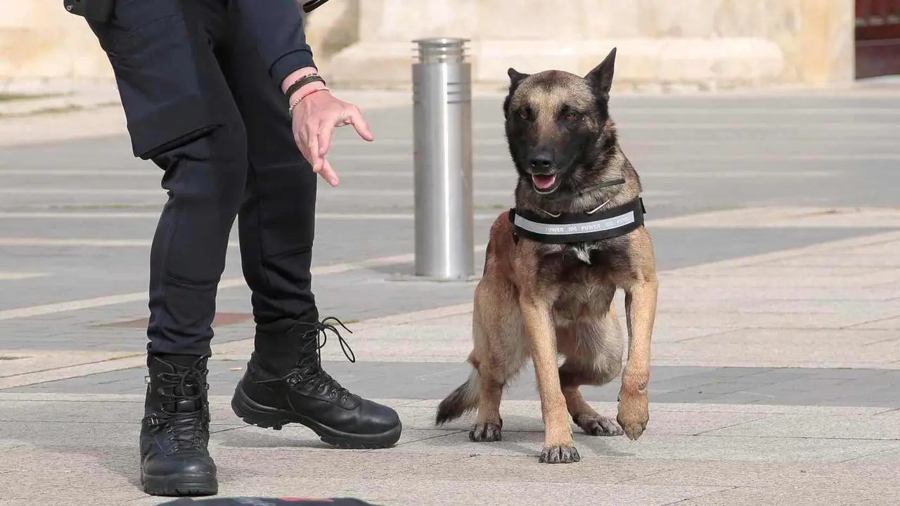'Turno', en la presentación de la nueva sección canina de la Policía Local de León.