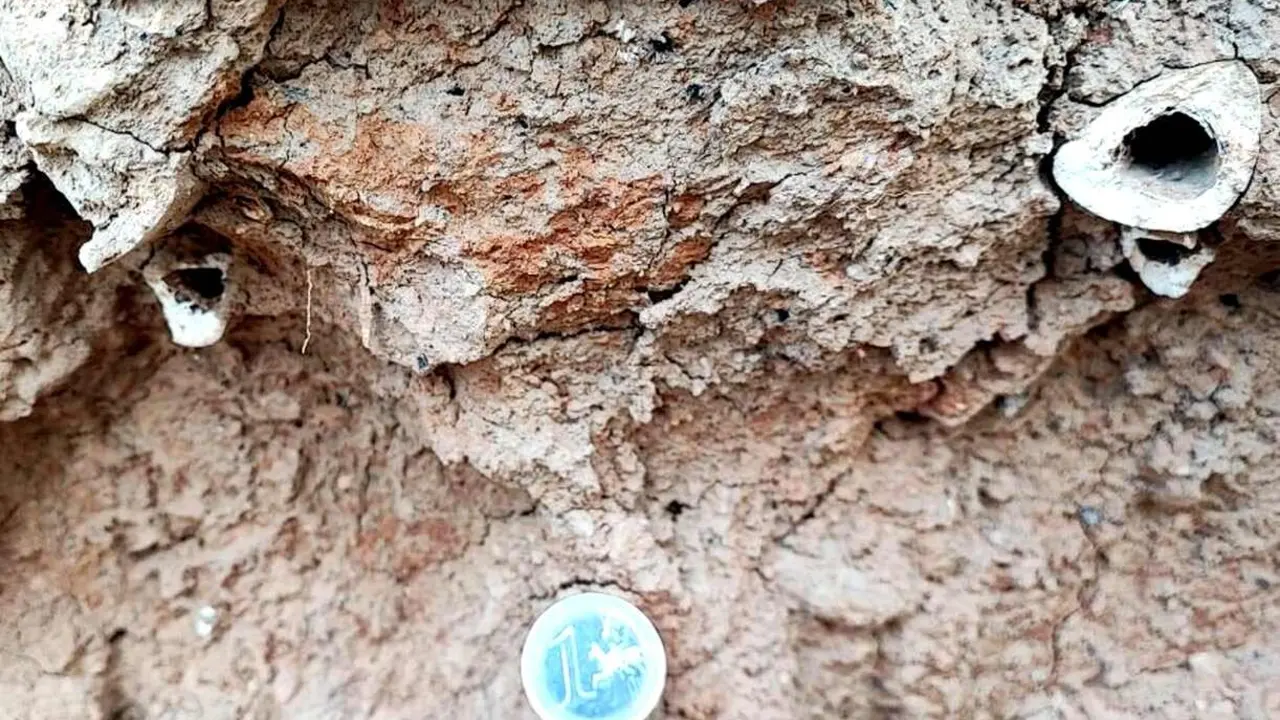 Imagen de los huesos localizados durante la excavación en comparación